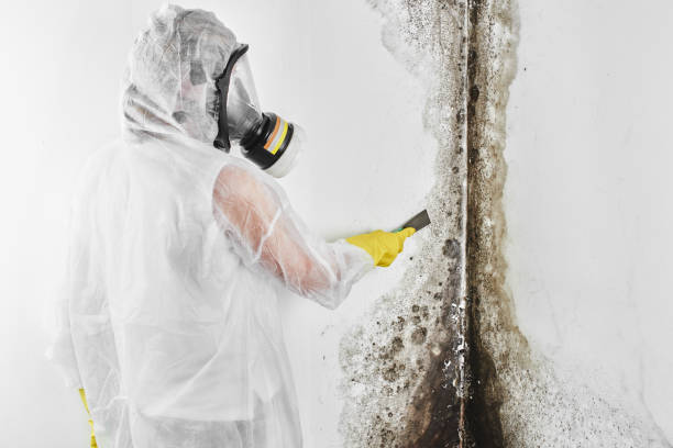 Professional Mold Removal in Avondale, LA