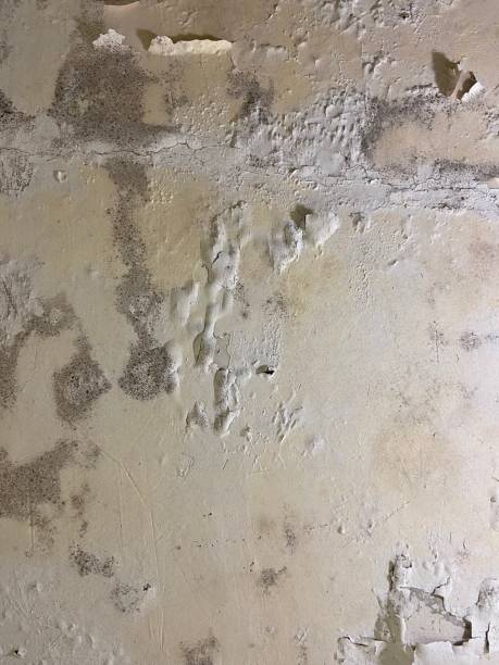Attic Mold Removal in Avondale, LA