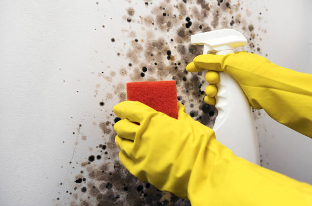 Best Black Mold Removal  in Avondale, LA