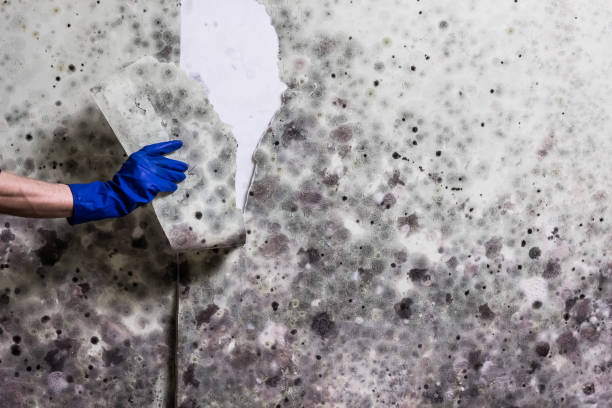 Best Mold Damage Repair  in Avondale, LA