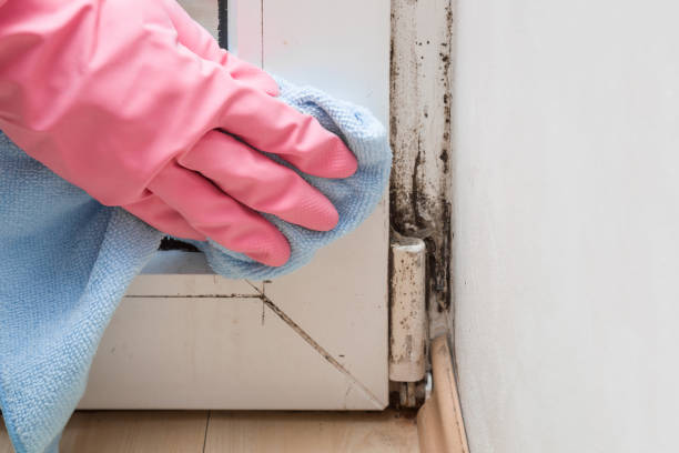 Best Black Mold Removal  in Avondale, LA