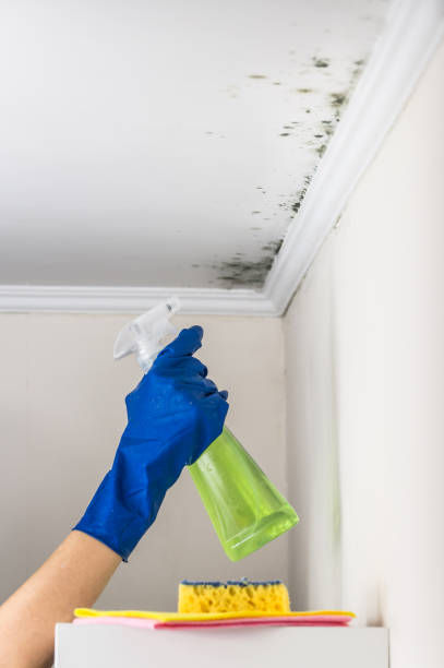 Best Fast Mold Removal  in Avondale, LA