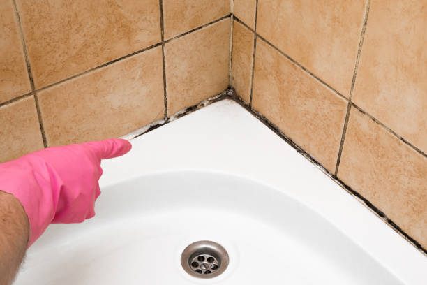 Office Mold Removal Services in Avondale, LA